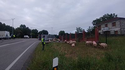 Un accidente de cami�n en Sandi�s deixa porcos na estrada - Telexornal - Galicia | Vexa