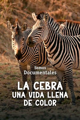 La cebra, una vida llena de color