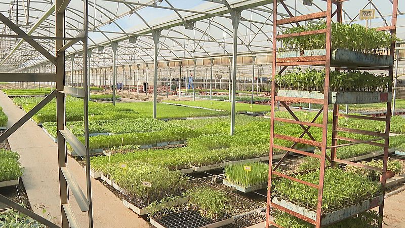 Temporada para plantar la huerta con variedades del vivero | Ver