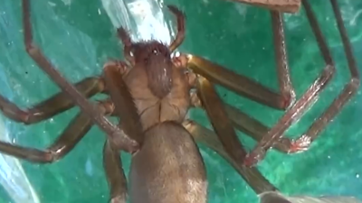 ¿Dónde se encuentra la araña violinista?