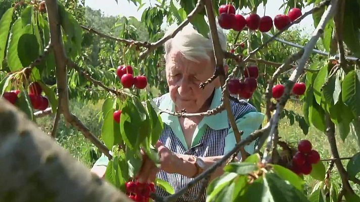 Aquí la Terra - Cireres, ovelles i botifarres