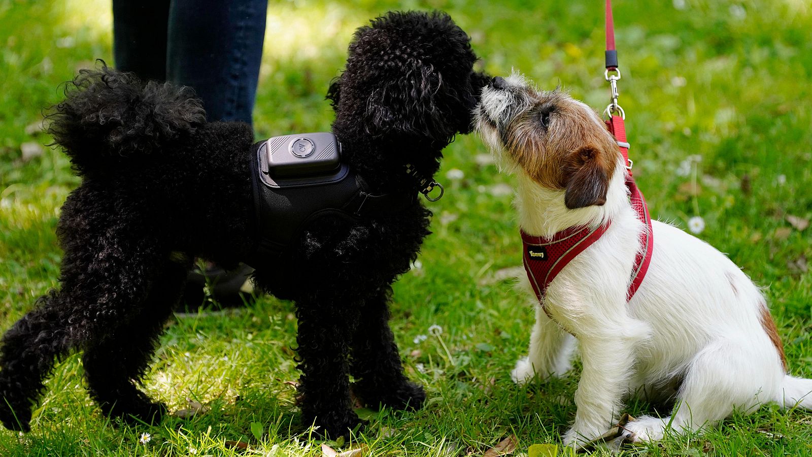 Más de 190.000 mascotas en Navarra, la mitad perros.