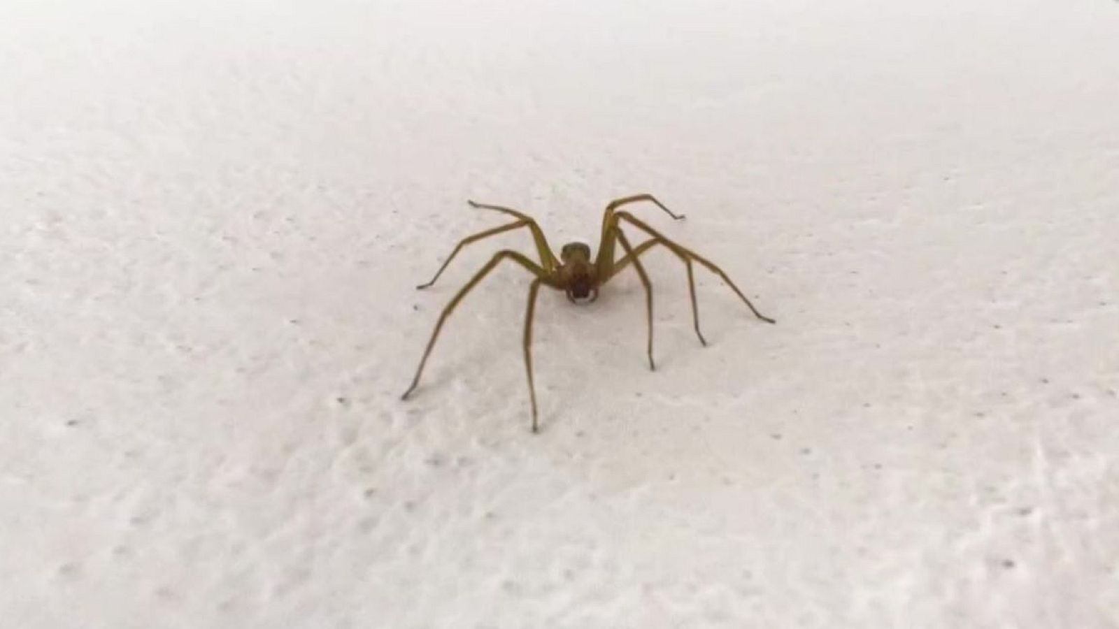 Las consecuencias de la picadura de la araña violinista - Directo al grano | Ver