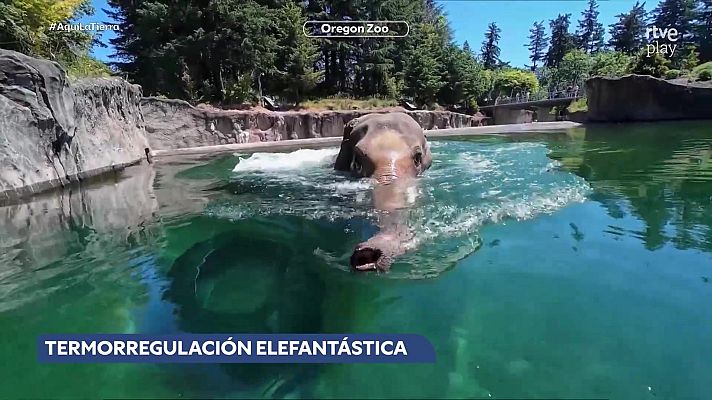 Aquí la Tierra - Aquí la Tierra - 05/06/26