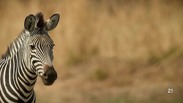 La zebra, una vida plena de color