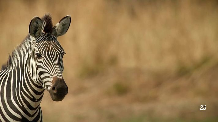 Som Documentals - La zebra, una vida plena de color