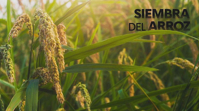 Siembra de Arroz en Andalucía - Noticias Andalucía | Ver