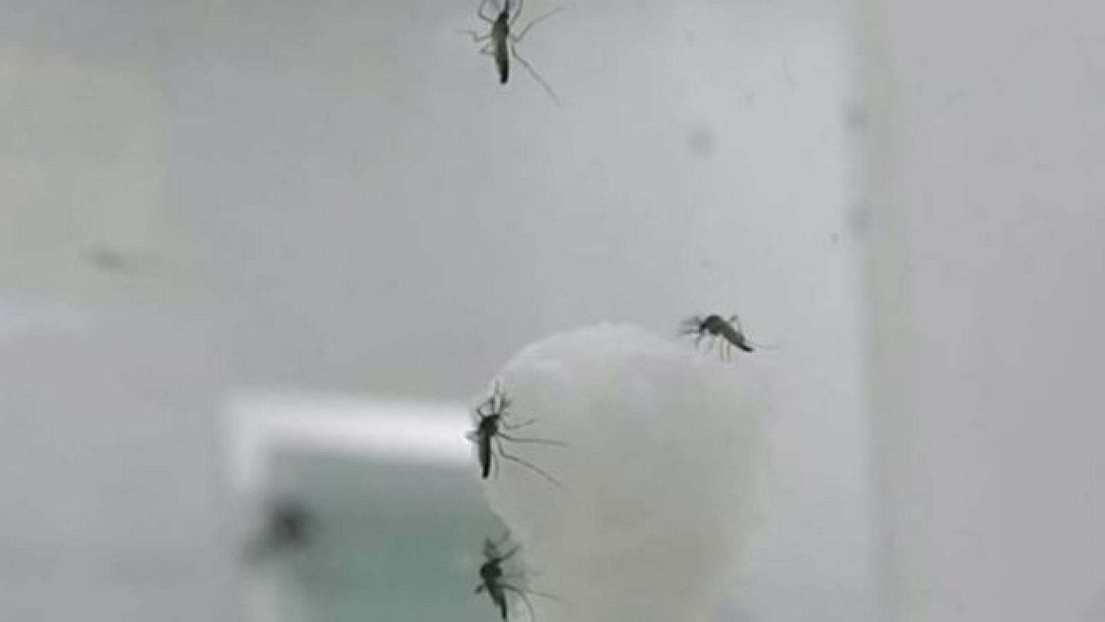 Incrementan los registros de mosquito tigre en Andalucía y advertimos de las consecuencias de su picadura - Directo al grano | Ver