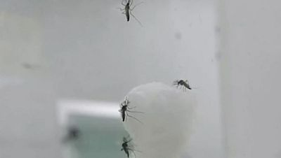 Las consecuencias de la picadura del mosquito tigre