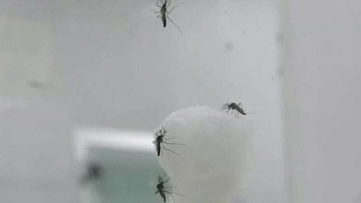 Directo al grano - Las consecuencias de la picadura del mosquito tigre