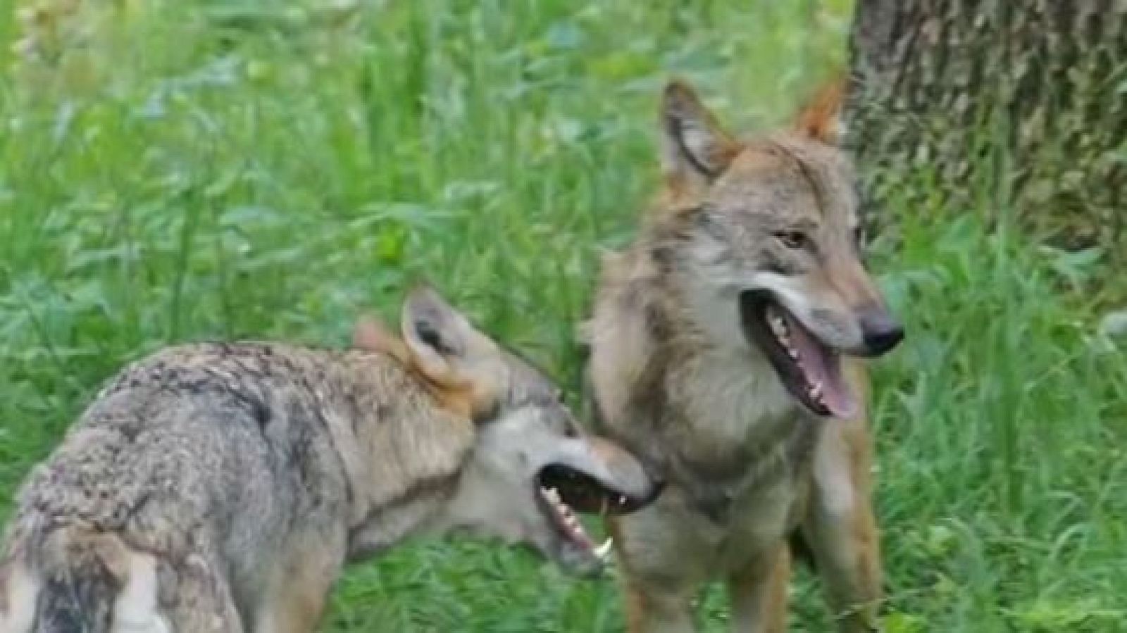 Ganaderos indignados por los ataques de lobos a sus caballos - Directo al grano | Ver