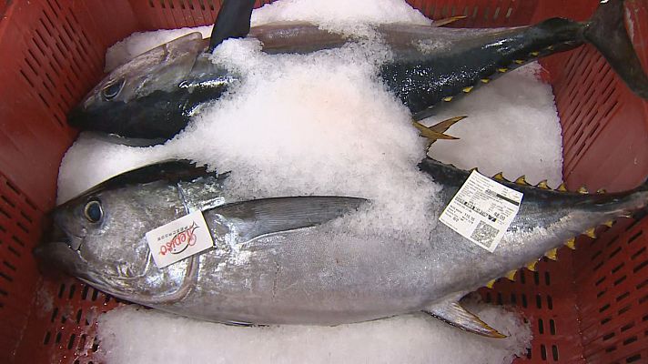TeleCantabria - Llegan a Cantabria los primeros bonitos pescados en el Cantábrico