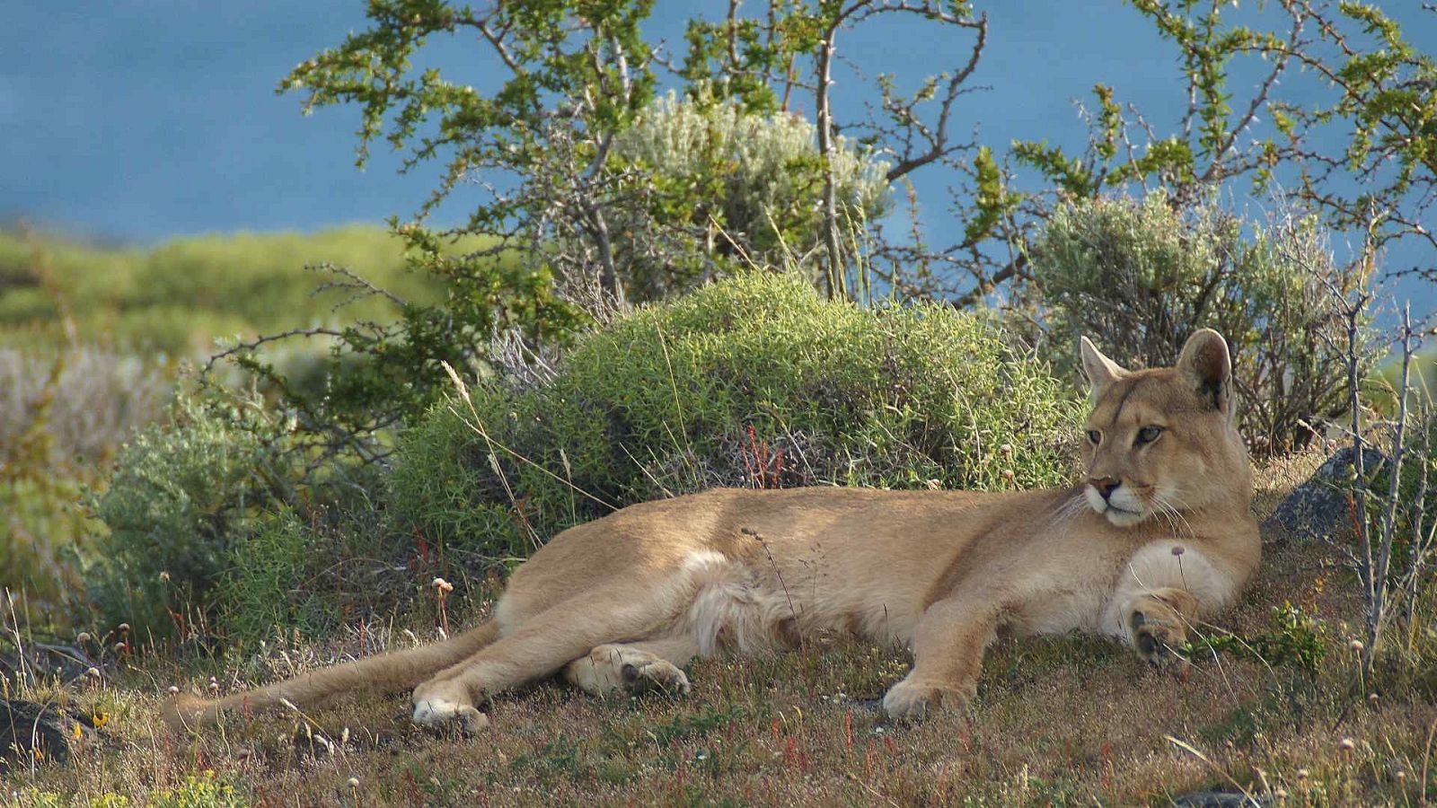 Somos documentales - Puma: el gato fantasma - Somos Documentales | Ver documental