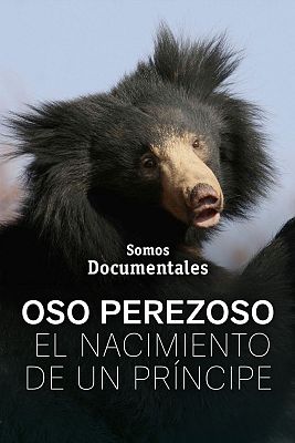 Somos Documentales - Somos documentales - Oso perezoso, el nacimiento de un príncipe