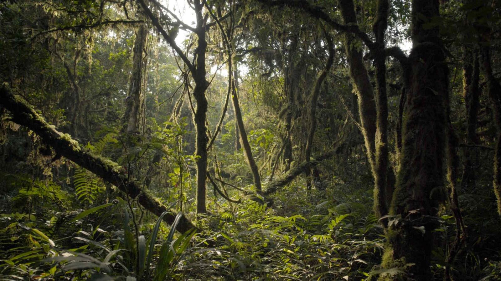 Un año en la selva - Episodio 1 - Un año en la selva | Ver