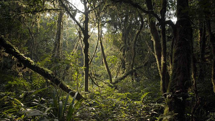 Un año en la selva - Episodio 1