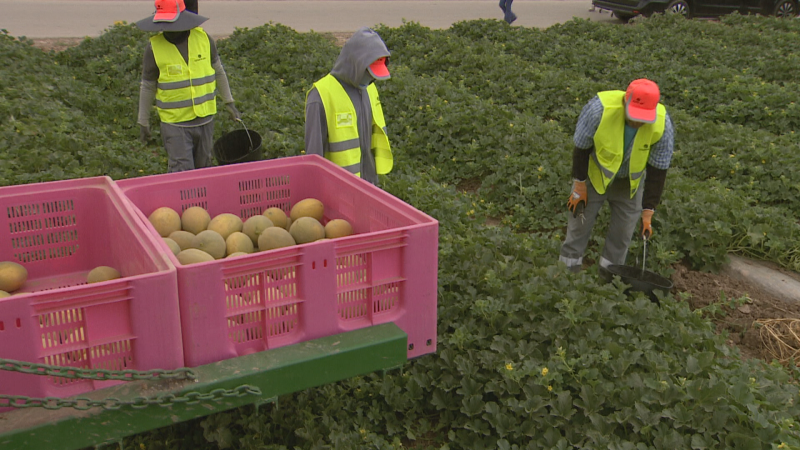 Arranca la campaña del melón en la Región de Murcia - Noticias Murcia | Ver
