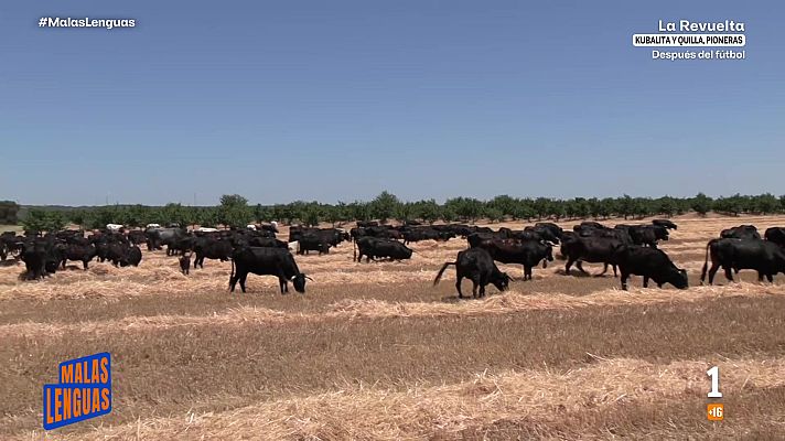 Malas lenguas - 300 vacas cruzan España siguiendo una tradición centenaria
