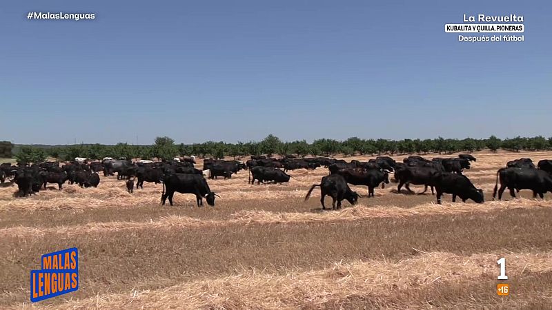 300 vacas cruzan España siguiendo una tradición centenaria - Malas lenguas | Ver