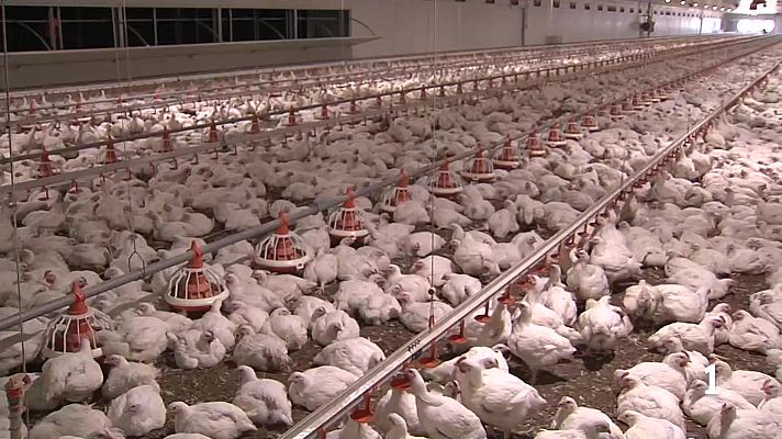 Noticias de Castilla y León - Sacrifican a 24.000 pollos de una granja de Valladolid con la enfermedad Newcastle