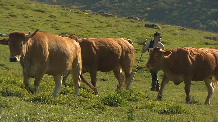 TeleCantabria - El ganado sube a los puertos de Sejos (Mónica Cadelo/ Antonio Picazo)