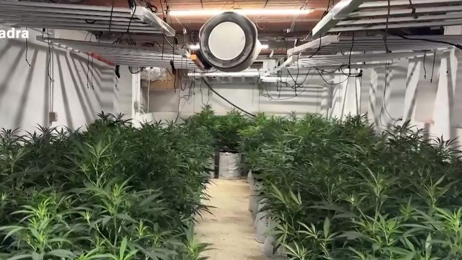 Desarticulada una xarxa de marihuana i blanqueig amb epicentre a Girona - L'Informatiu | Veure