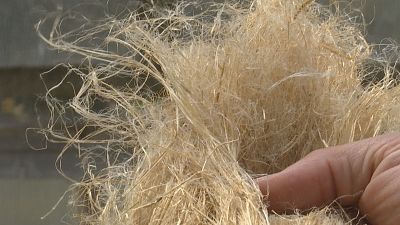 Galicia quere recuperar o cultivo do li�o - Telexornal - Galicia | Vexa