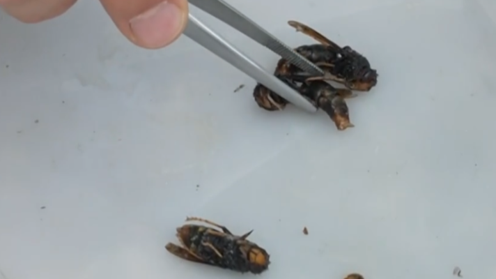 Directo al grano - A la caza de la avispa gigante asiática