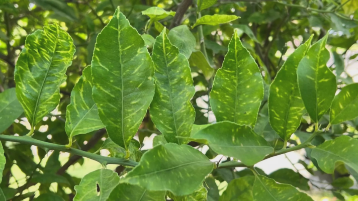 Noticias Murcia - Hasta 63 hectáreas de limoneros estarían afectadas por la clorosis nervial amarilla
