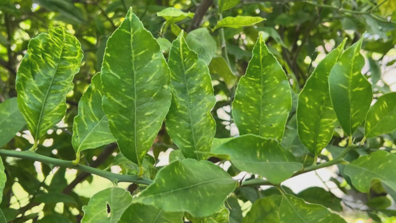 Hasta 63 hectáreas de limoneros estarían afectadas por la clorosis nervial amarilla - Noticias Murcia | Ver