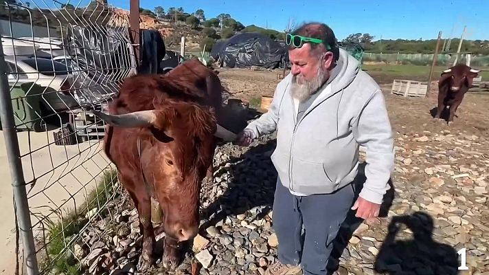 Noticias Andalucía - Vacas Mascotas en Lepe