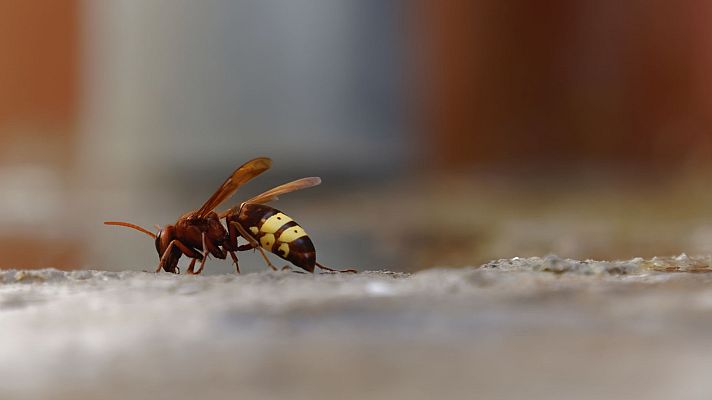 Directo al grano - Muere un ciclista al picarle una avispa en la vena femoral