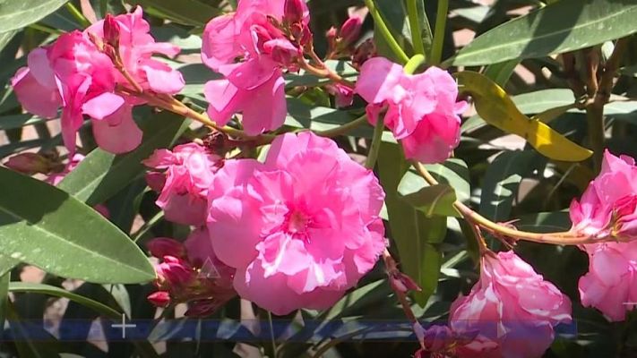 Directo al grano - Comando DAG: Lo natural no siempre es saludable