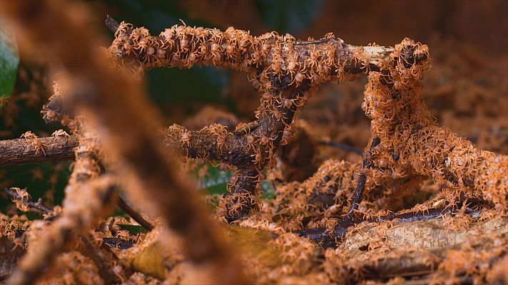 Los animales más salvajes del planeta - Supervivientes extraños