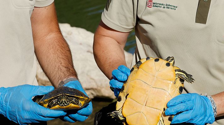 Telenavarra - El peligro de soltar una especie invasora como un galápago americano para el medio natural de Navarra