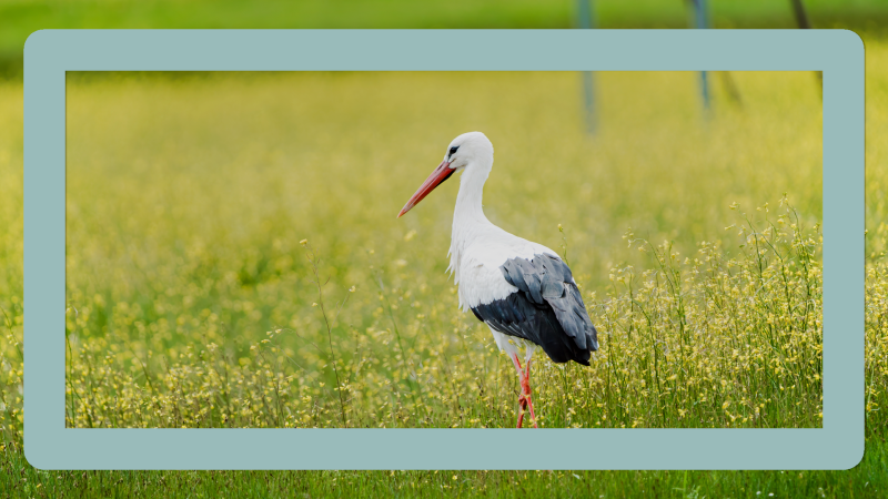 Informe de biodiversidad en Extremadura - Noticias de Extremadura | Ver