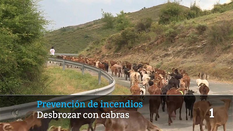 Informativo Telerioja - 26/06/26 | Ver
