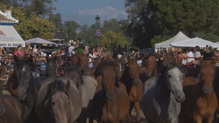 Noticias Andalucía - Saca de Yeguas de Almonte 2026