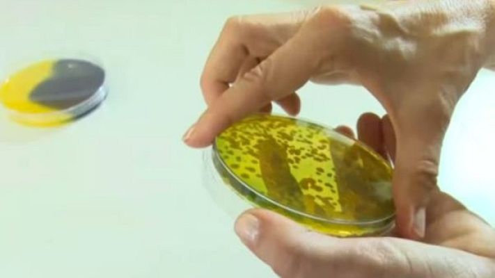 Directo al grano - La bacteria carnívora llega a  nuestras playas