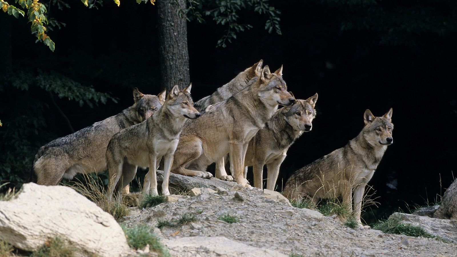 Nuevo plan de gestión del lobo en Asturias - Panorama Regional | Ver