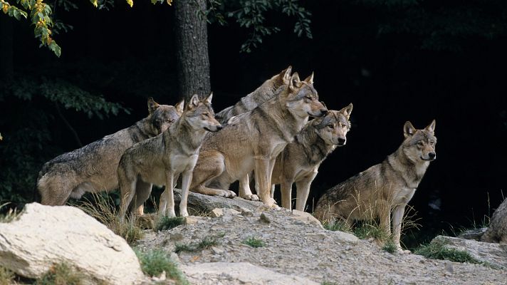 Panorama Regional - El Gobierno del Principado modifica el II Plan de Gestión del Lobo
