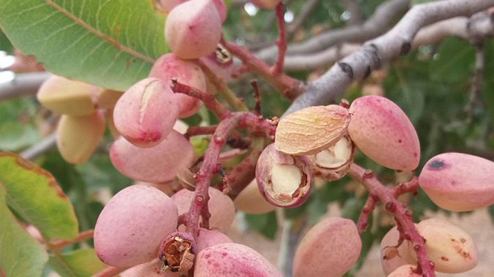Noticias de Castilla-La Mancha - Los residuos del pistacho se transformarán en pavimentos sostenibles