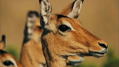 Guerreros de la naturaleza