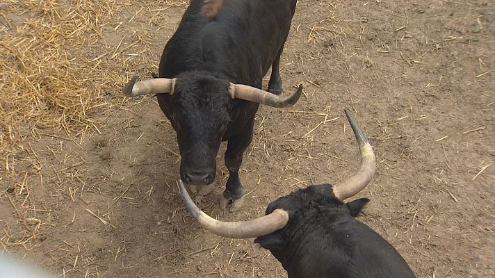Telenavarra - Los Corrales del Gas abren sus puertas al público para ver los toros de estos Sanfermines