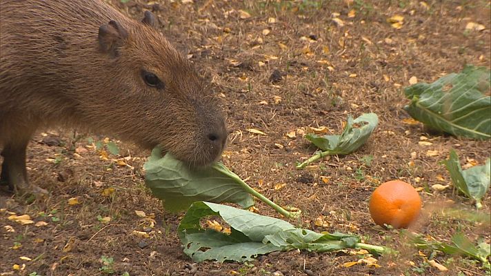 TeleCantabria - El Zoo de Santillana tiene nuevas inquilinas, una pareja de capibaras