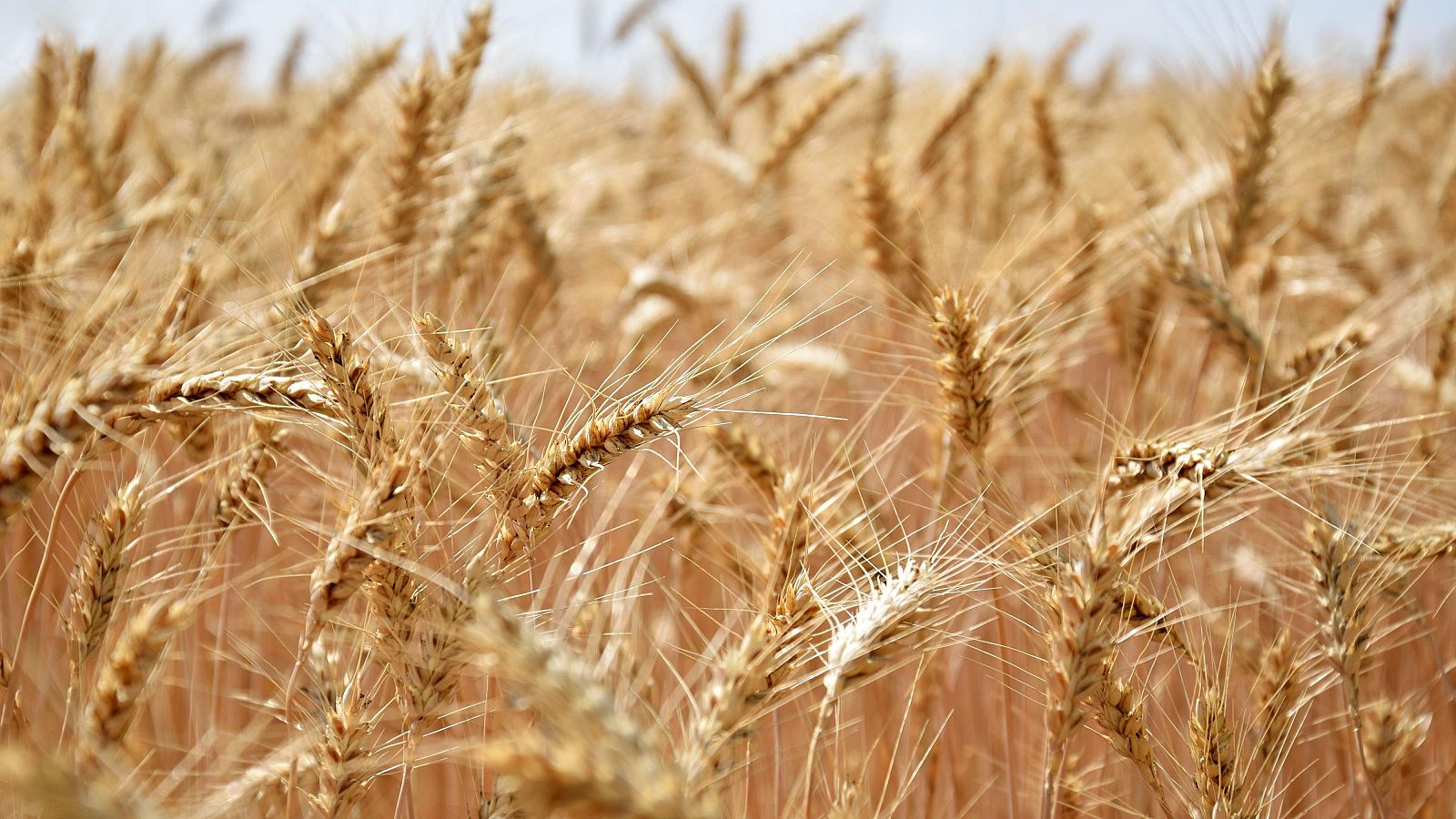 Se espera una mala cosecha del cereal de invierno - Noticias de Castilla-La Mancha | Ver
