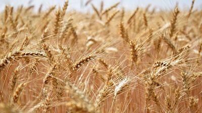 Se espera una mala cosecha del cereal de invierno - Noticias de Castilla-La Mancha | Ver