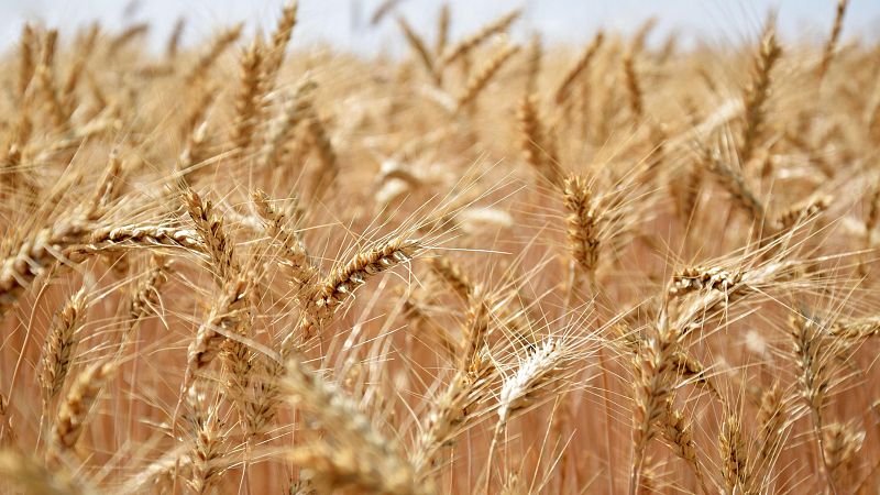 Se espera una mala cosecha del cereal de invierno - Noticias de Castilla-La Mancha | Ver