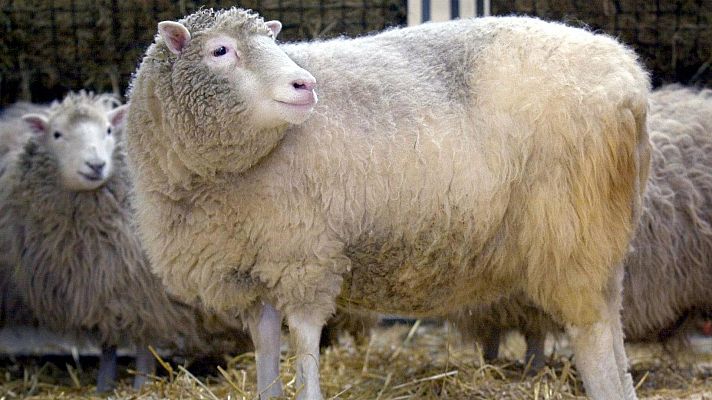 Telediario Fin de Semana - 30 años de Dolly, la oveja clonada que revolucionó la medicina genética y abrió el debate ético sobre clonación humana