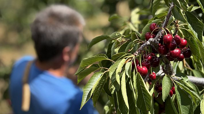 Noticias de Extremadura - Cosecha nocturna de cereza en el Valle del Jerte de Cáceres